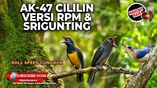 Download lagu 🔴 Live Masteran Konslet Speed Sangar Rambatan Cililin vs Srigunting Cililin vs Cucak Cungkok Gacor mp3
