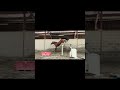 Neytiri de Vima - Jument de 3 ans