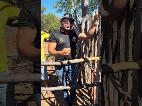 Pega de boi no mato da Fazenda Santo Antônio em Chorrochó Bahia #vaqueiro ￼