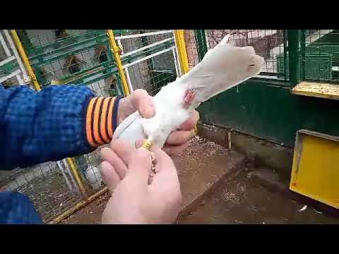 Juniorka__Cerka Alise(linija 44-rki otac majka Alise 20/20) AS Vesa x Gospodin x Bolesnik x 9xxx...