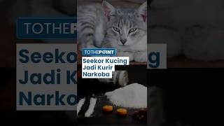 Seekor Kucing Jadi Kurir Narkoba Selundupkan 230 Gram Ganja & 230 Gram Kokain di Penjara Kosta Rika