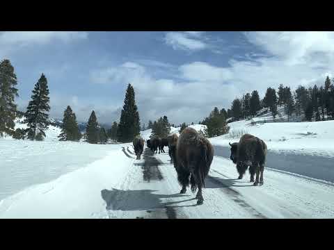Bison Jam Yellowstone National Park 04/02/23