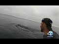 Blue Whale Get Extremely Close To Paddleboarder Off OC Coast ABC7