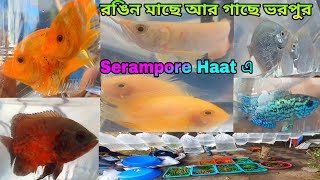 রঙিন মাছ আর গাছে ভরে উঠেছে শ্রীরামপুর হাট | Aquarium Fish Haat Shrirampur | Pet Market Serampore