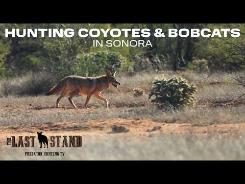 Hunting Coyotes & Bobcats in Sonora - The Last Stand S8:E12