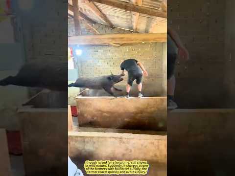 When a Domesticated Boar Goes Wild!