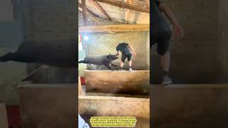 When a Domesticated Boar Goes Wild!