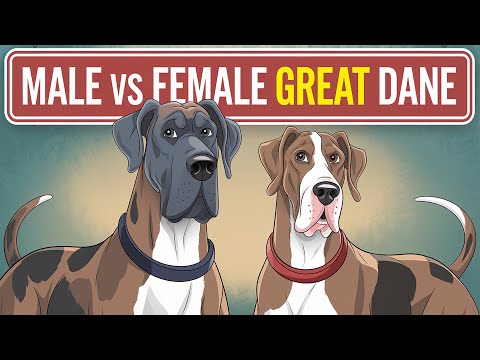 Male vs Female Great Dane, Which One is Better For You?