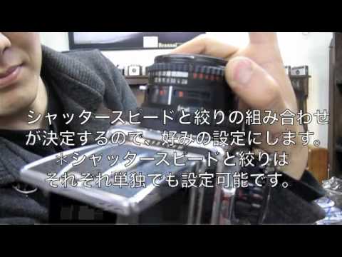 レプトブラキウム ハッセルティ