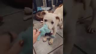 Video preview image #1 Labrenees Puppy For Sale in Fultonham, NY, USA