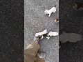 Man Gets Ambushed by Adorable Kittens!