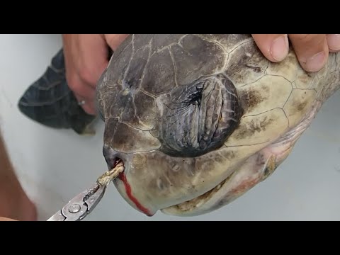 Video: Researchers Remove Plastic Drinking Straw From Sea Turtle’s Nostril