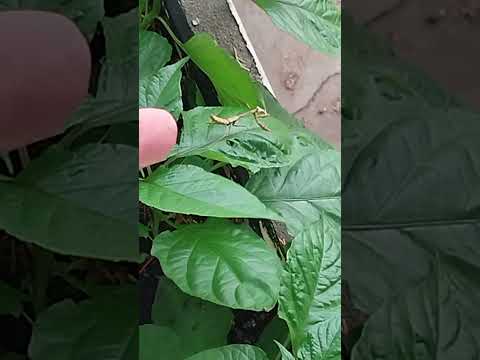 ledge garden 8-12-23 with visitor