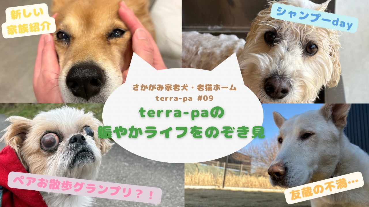 【テラパ】賑やかライフをのぞき見！