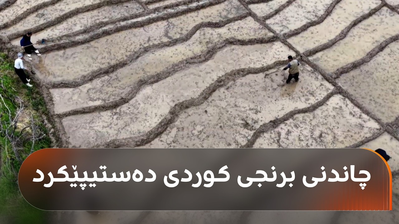 ڤیدیۆ | چاندنی برنجی کوردی دەستیپێکرد و جووتیارانی ئامێدی دەڵێن: ئەم ساڵ بەرهەمی برنج زیاد دەکات
