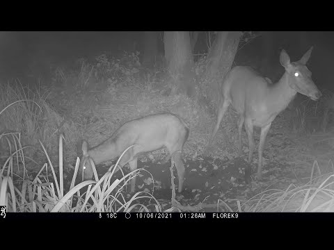 Kronika Lasu #2 - Łanie w kąpieli, jelenie, gołębie (Fotopułapka - Październik 2021)