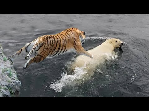 Polar Bear VS Siberian Tiger
