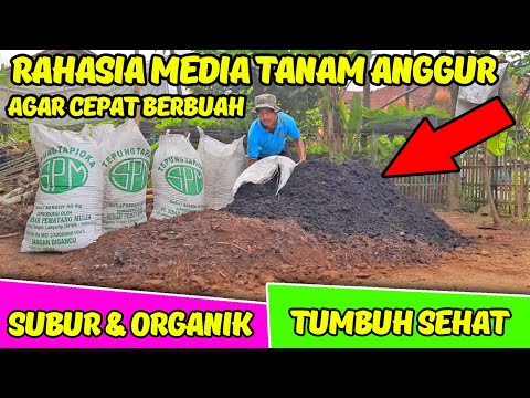 , title : 'RUMUS MEDIA TANAM ANGGUR YANG BAIK AGAR CEPAT BERBUAH | PEMULA WAJIB TAHU'