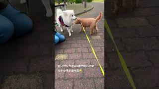 花　#fujiikaze #犬のいる暮らし #お散歩 #トイプードル #藤井風