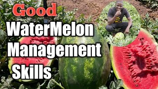 How to Manage watermelon to maturity.Irrigation,Pest,Disease identification and Nutritional approach