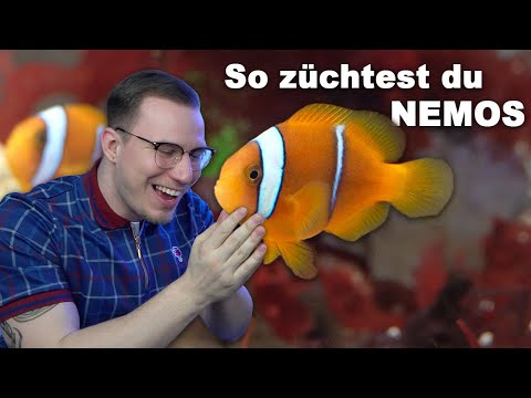 How to breed NEMOS in 2022 - Aquarium Tutorial (English subtitles)