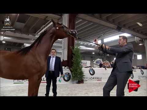 N.124 MADAGASKAR J - Verona 2017 - Yearling Colts (Class 2A)