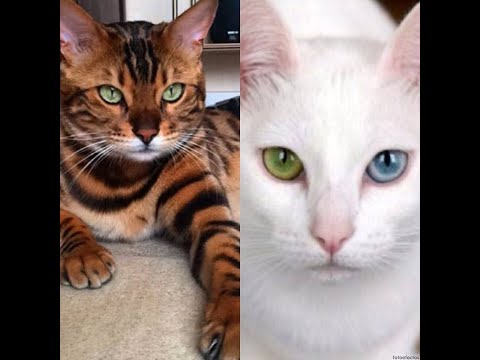 世界で最も高価な猫の品種