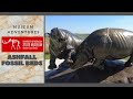 Museum Adventures Ashfall Fossil Beds