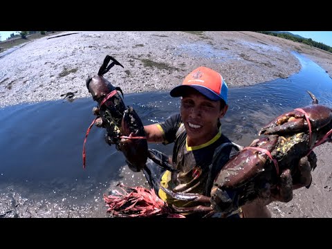 AMAZING  GIANT MUD CRABS SCATTERED AT LOW TIDE, AND CAUGHT WITH BARE HANDS
