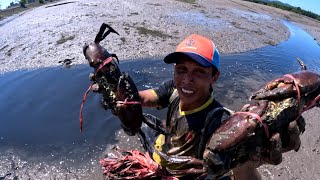 Download lagu AMAZING ... ! GIANT MUDCRAB Barehanded Catch For Island Survival mp3 Download lagu AMAZING ... ! GIANT MUDCRAB Barehanded Catch For Island Survival mp3