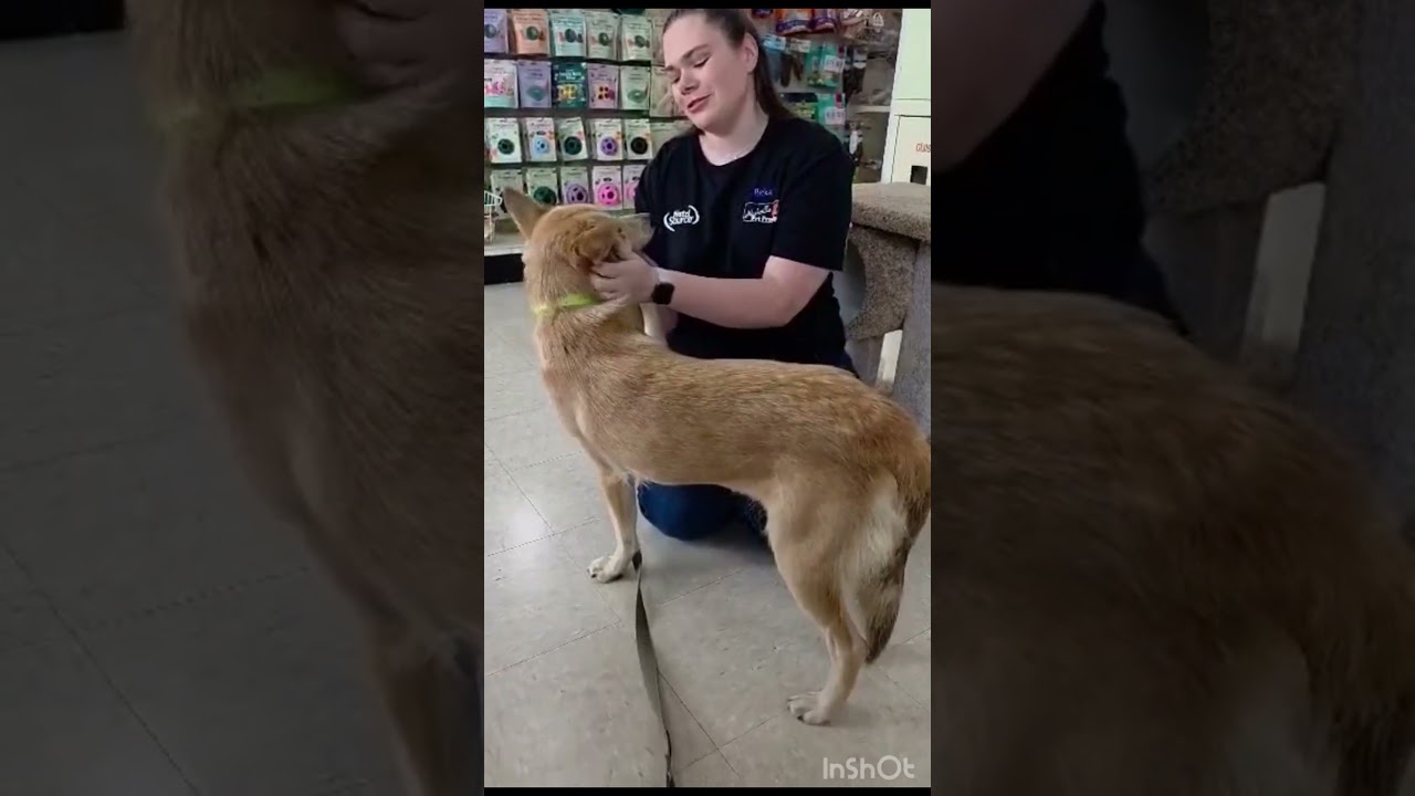 Enlarge Rikki (CAT FRIENDLY!!), an adopted mixed breed in Greeneville, TN video 5/6