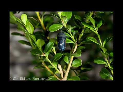 Monarch TimeLapse 05 05 2019