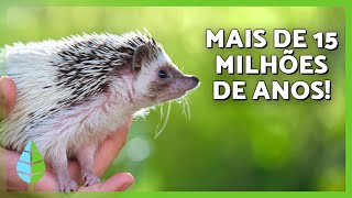 Miniatura do vídeo