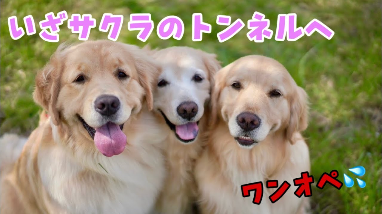 【ワンオペ】今日しかない！いざサクラのトンネルへ