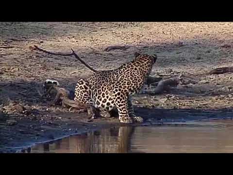 Leopard drinks, Djuma Waterhole. Sep 14 2020, 4:15 PM