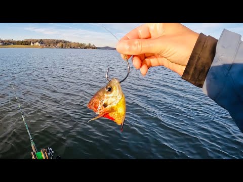 Fishing With Live and Cut Bait For Winter Catfish