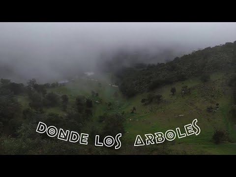 Donde los Árboles - Frecuencia Natural (Official Video)