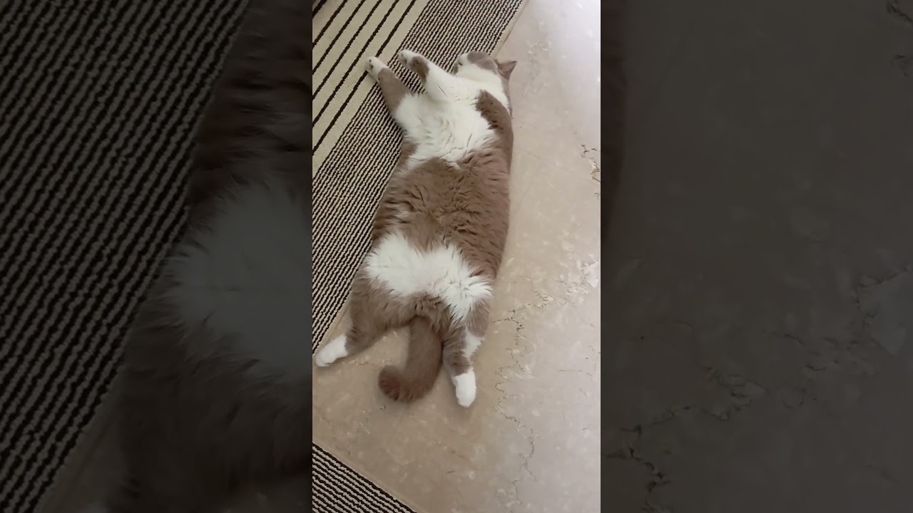 Sarap ng tulog #cat #trending #cuteanimal #cute