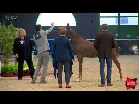 N.1 BASMA DEL PALAZZOTTO - Milan 2018 - Yearling Fillies (Class 1A)