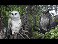 Spot Bellied Eagle Owl Defends Its Nest Western Ghats Kerala
