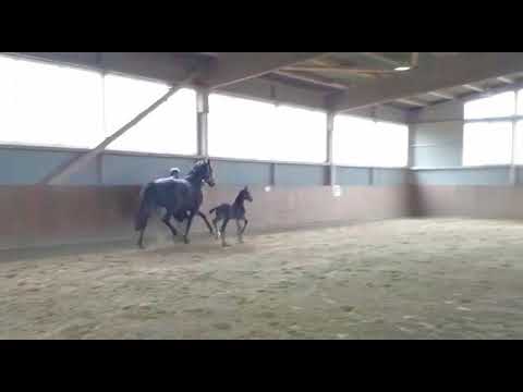 Rappe-Stutfohlen von Fantastic - Scuderia - Davignon