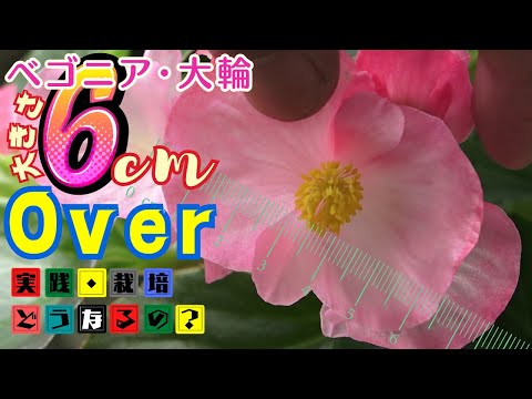 園芸 ボリビアンベゴニア