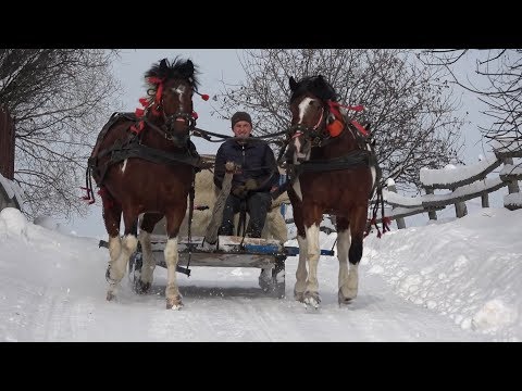 Plimbare cu Sania cu Octavian de la  Marisel, Cluj 2019