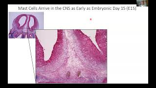 [Alexa Blanchard] Mast cells proliferate in the peri-hippocampal space during early development...