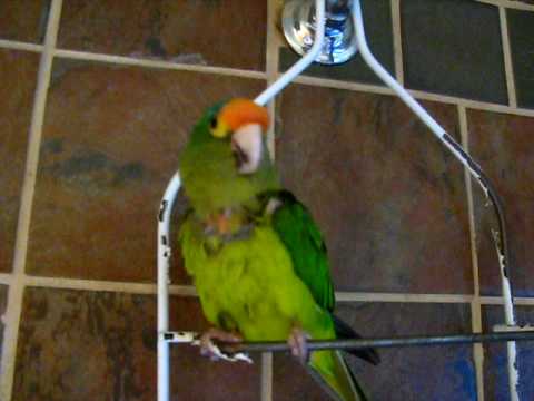 Bird Loves Dubstep Whistles on beat and does funny bird dance:)