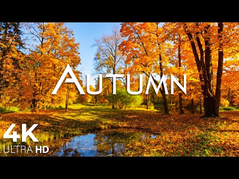 Enchanting Autumn Forests with Beautiful Piano Music🍁4K Autumn Ambience & Fall Foliage