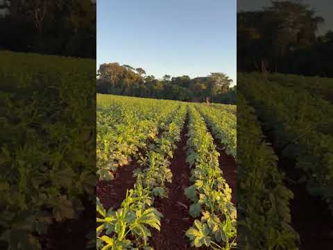 outro dia - Fernando Reis #agricultura #fazendacachoeira #novaveneza #goiás #brasil