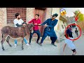 Safeer Donkey Chori Krte Pkra Gaya 😱 Larai Ho Gaye