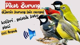 Download lagu Suara pikat pleci gelatik batu rambatan | Burcil lain ikut nyamber | pikat anti zonk | suara jernih mp3