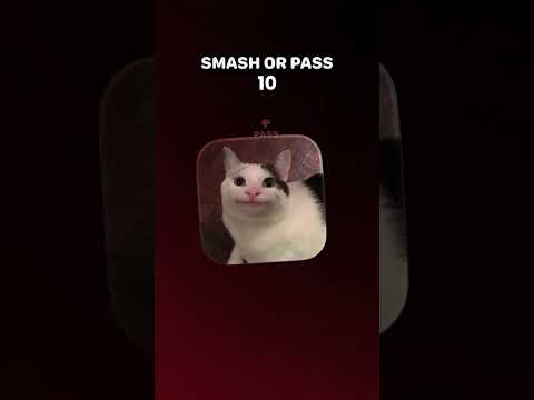 Only OG’s know… #beluga #belugacat